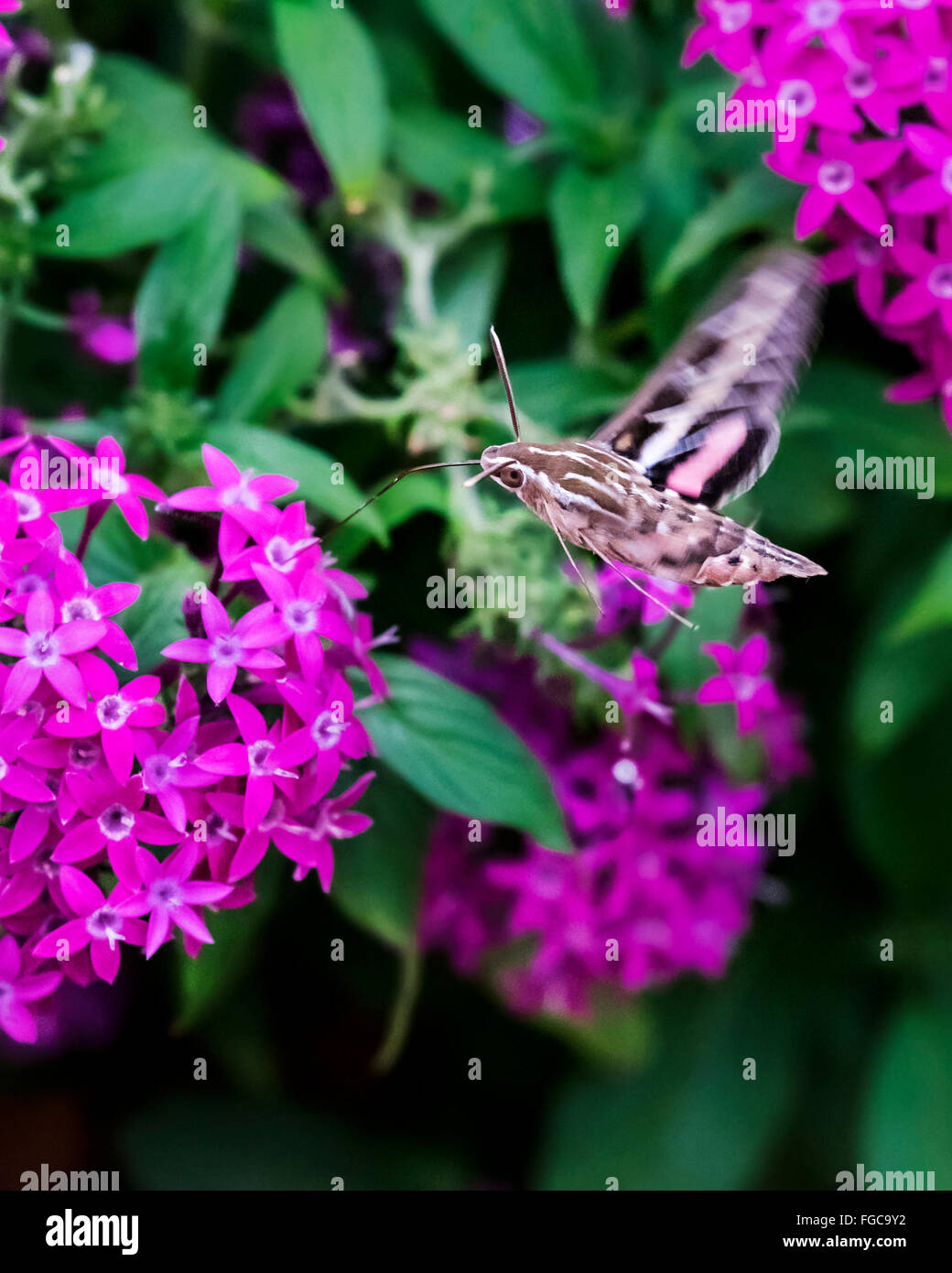 A White-lined sphinx moth, Hyles lineata, nectars on Pentas lanceolata flowers in late evening in Oklahoma, USA. Stock Photo
