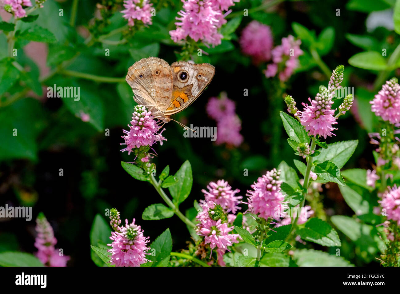 Common Buckeye butterfly on Agatache hyssop flowers. Oklahoma, USA Stock Photo
