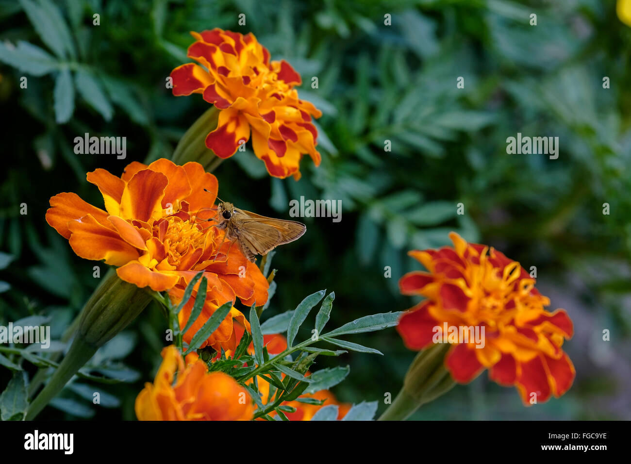 A Skipper butterfly on French Marigolds, Tagetes patula, in a flower bed in Oklahoma, USA. Often used as a spice in cuisine. Stock Photo