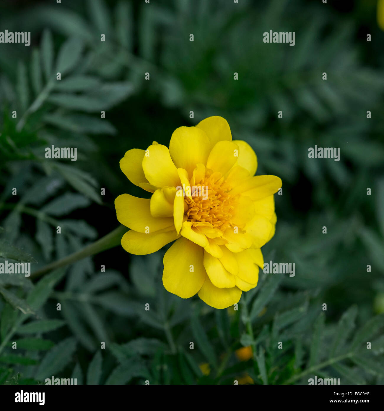 A yellow French Marigold, Tagetes patula, in a flower bed in Oklahoma, USA.Flowers often used as a spice in cuisine. Stock Photo