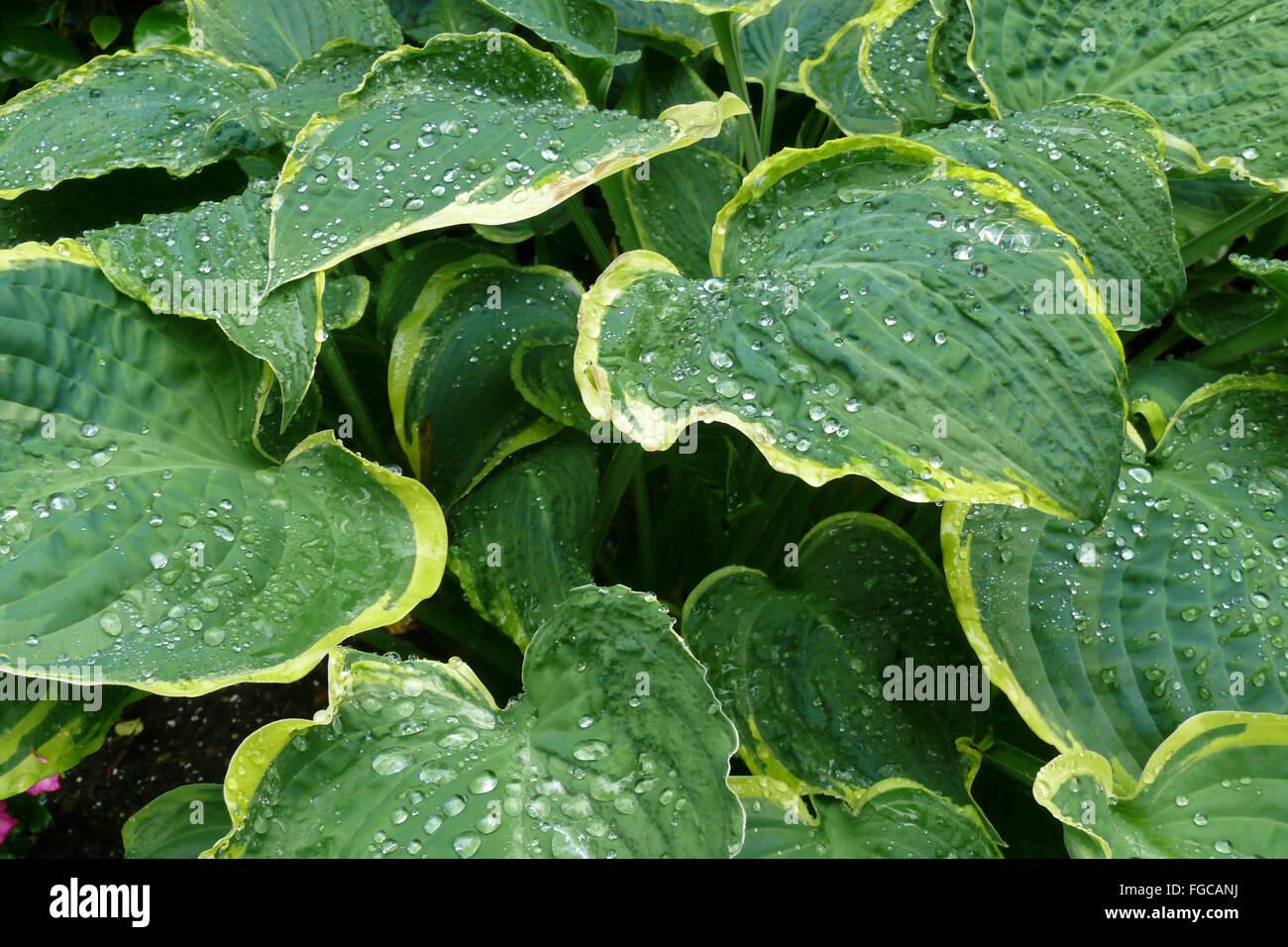 Hosta, or plantain lily with raindrops on the leave.  Hosta 'parasol' variety or cultivar. Stock Photo