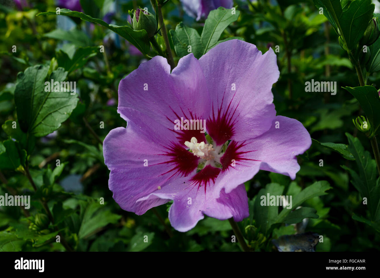 Purple Hibiscus syriacus rose of sharon.  Beautiful purple flowering perennial on a bush. Stock Photo