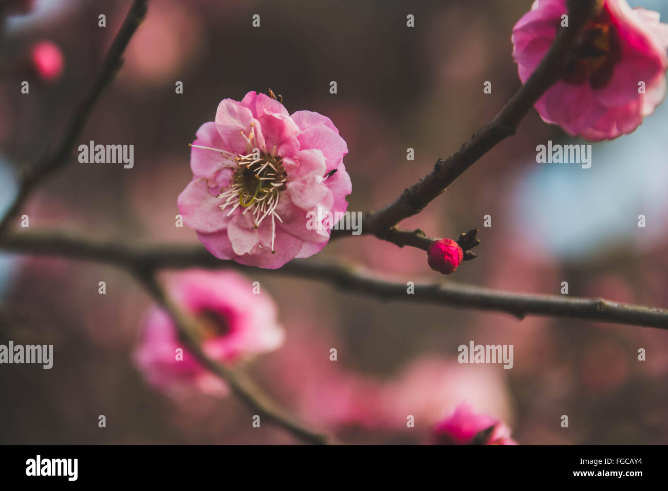 Pink Plum Blossom Stock Photo