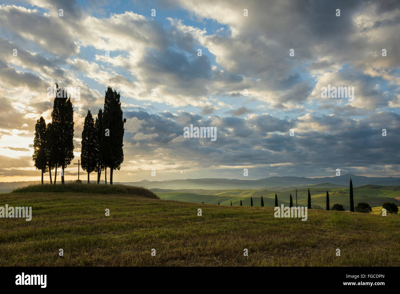 Cypress (Cupressus), at San Quirico d'Orcia, Val d'Orcia, Province of Siena, Tuscany, Italy Stock Photo
