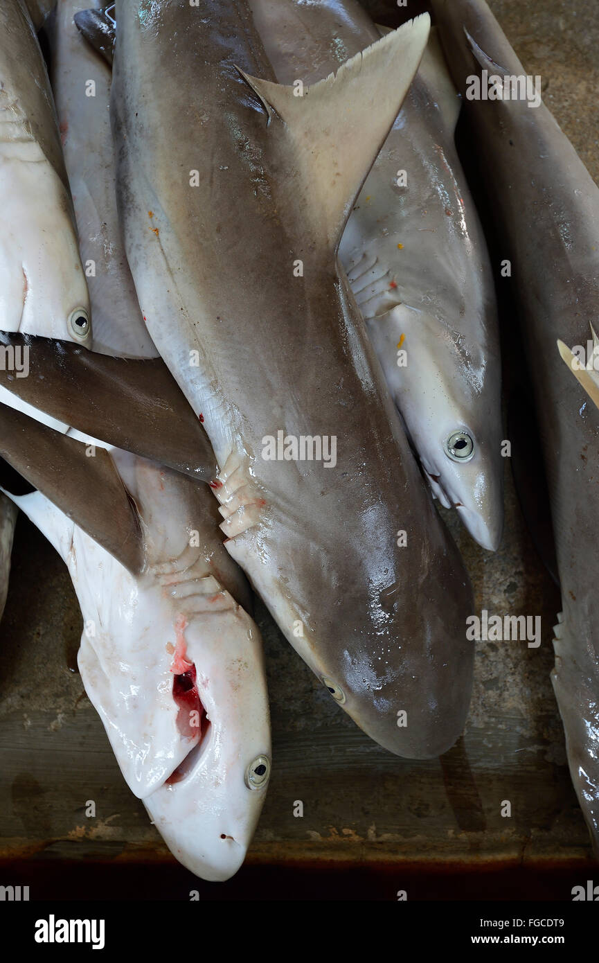 Freshly caught sharks for sale, fish market at Sir Selwyn SelwynClarke