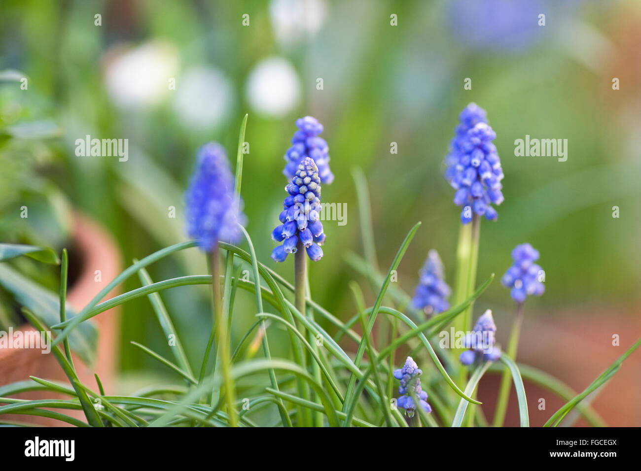 Muscari armeniacum. Grape hyacinths growing in a pot Stock Photo Alamy