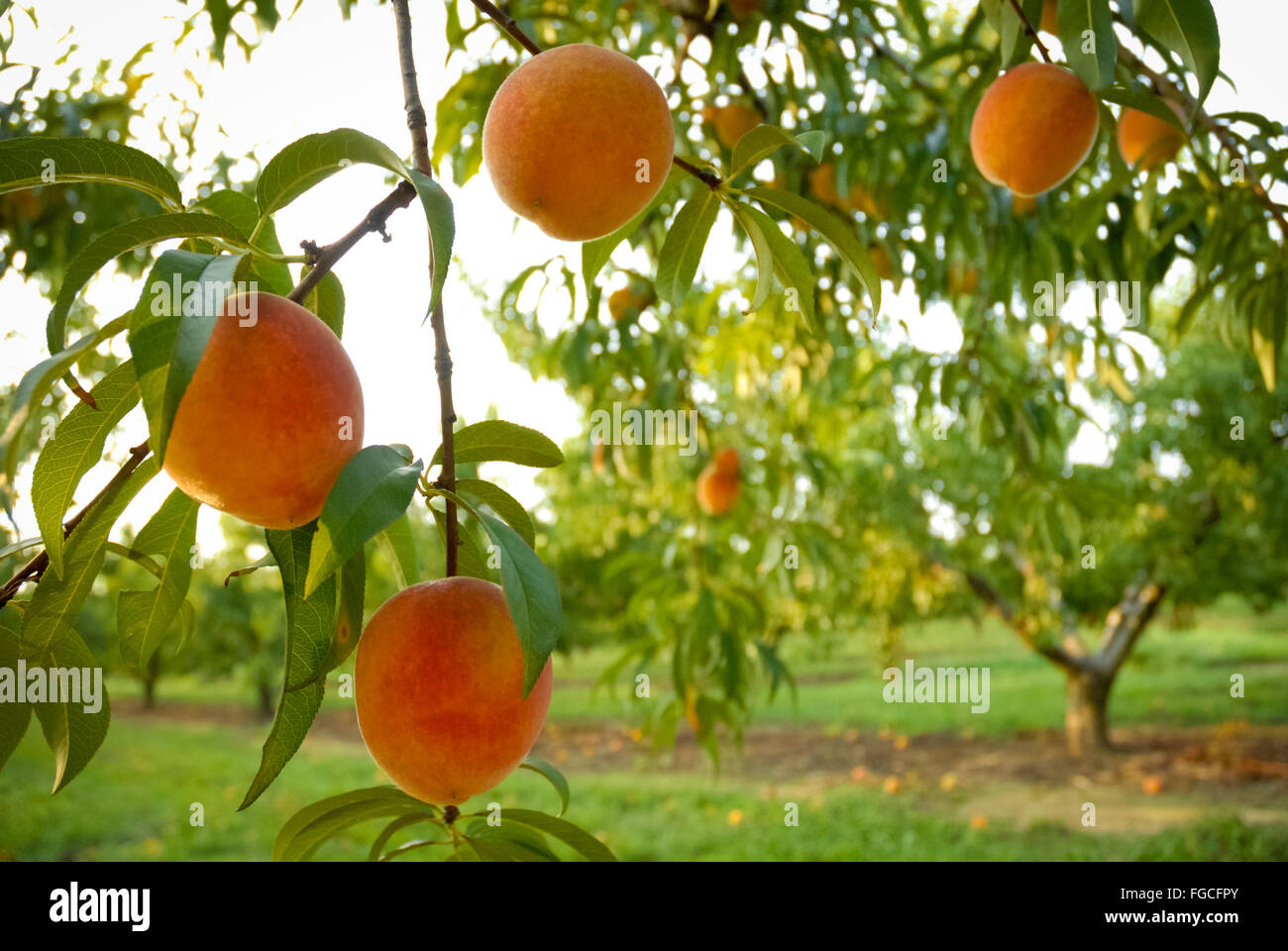 peaches ready for harvest Stock Photo Alamy