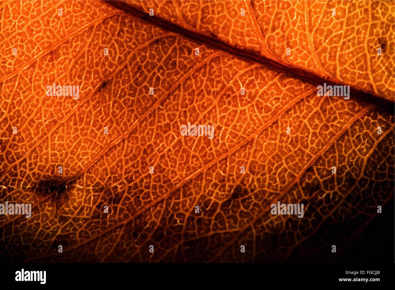 background macro close up abstract of a yellow red leaf and his veins ...