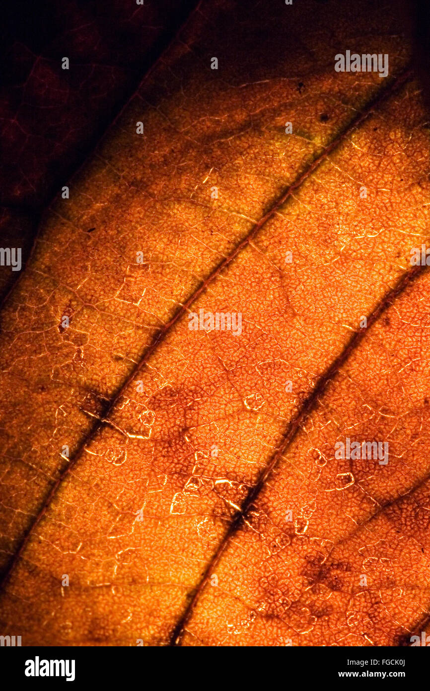 background macro close up abstract of a yellow red leaf and his veins ...