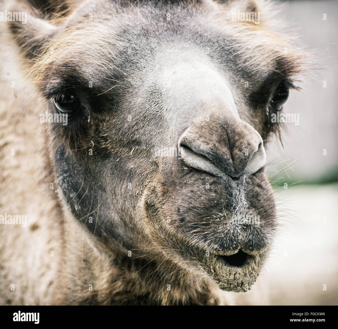 Bactrian camel - Camelus bactrianus - humorous closeup portrait. Animal scene. Stock Photo