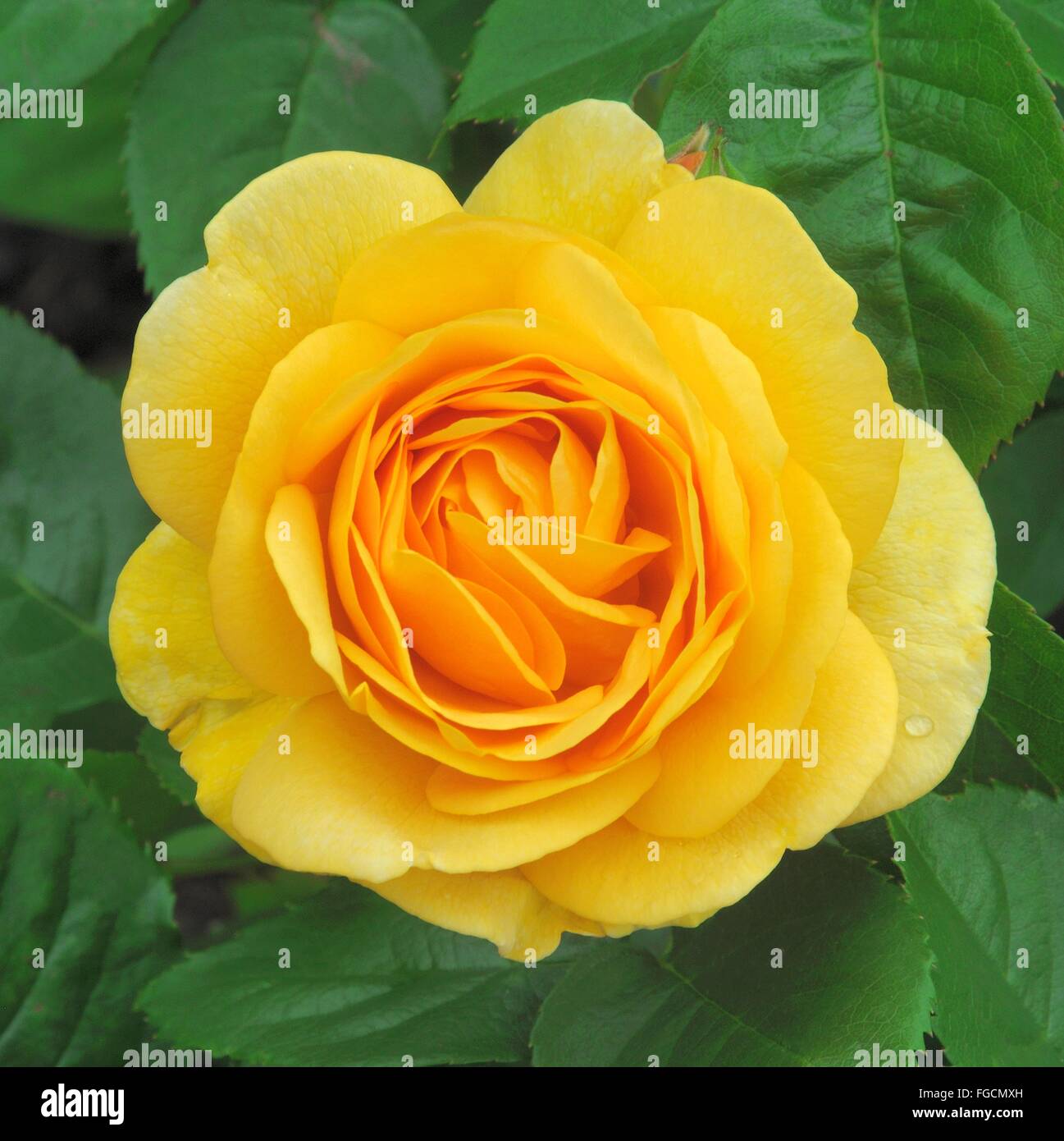 Golden jour hi-res stock photography and images - Alamy