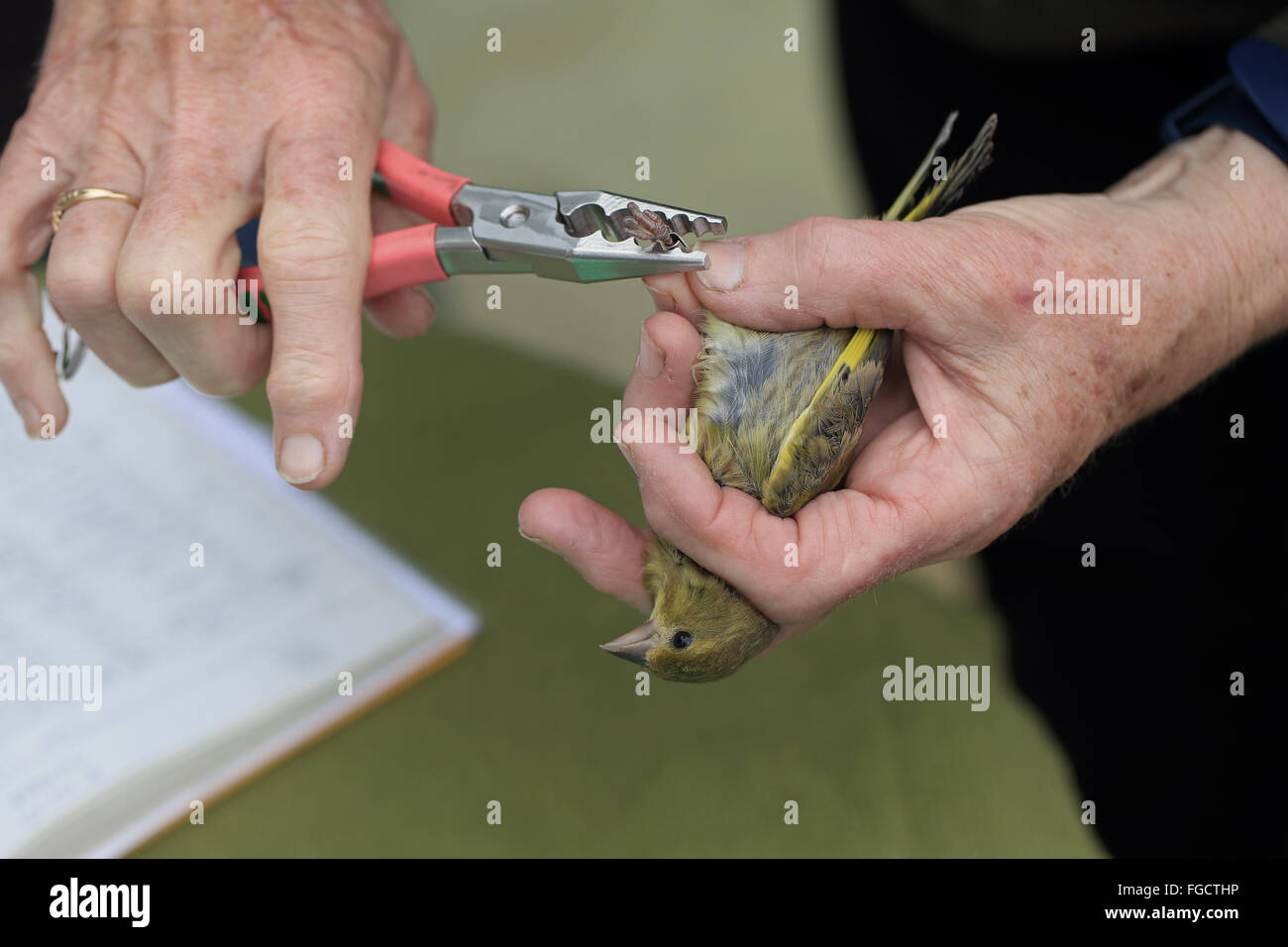 European Greenfinch (Carduelis chloris) adult male, leg being fitted with metal ring by bird ringer, Isle of Wight, England, August Stock Photo