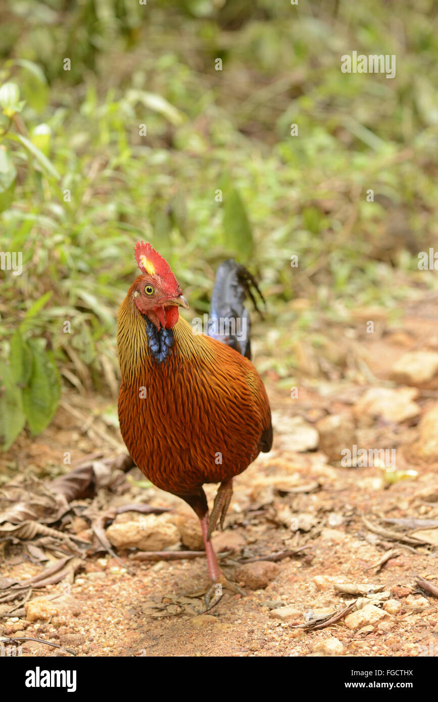 Ceylon Junglefowl (Gallus lafayetii) adult male, standing in rainforest