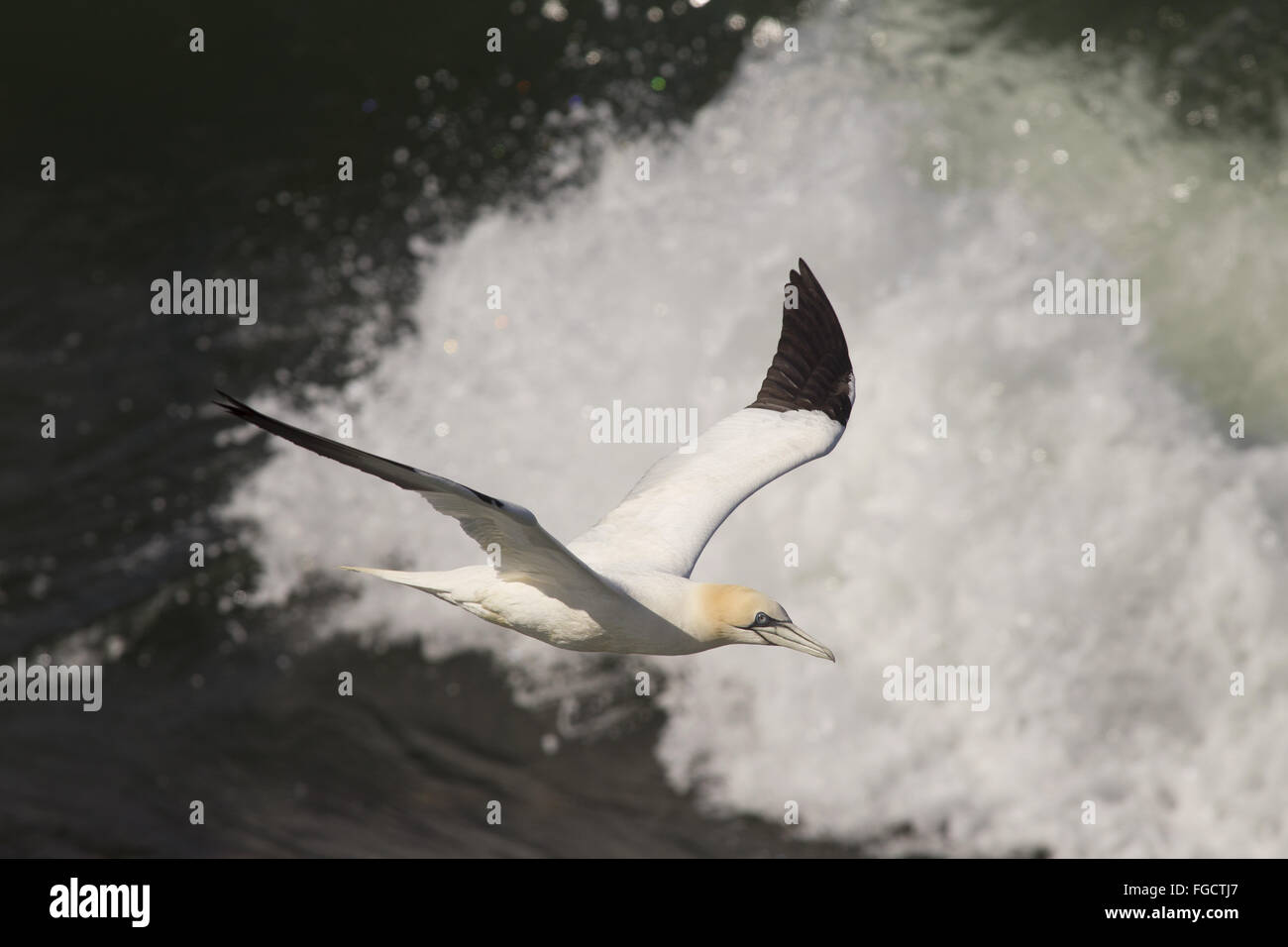 Northern Gannet (Morus bassanus) adult, in flight over sea with crashing wave, near Bass Rock, Firth of Forth, East Lothian, Scotland, May Stock Photo