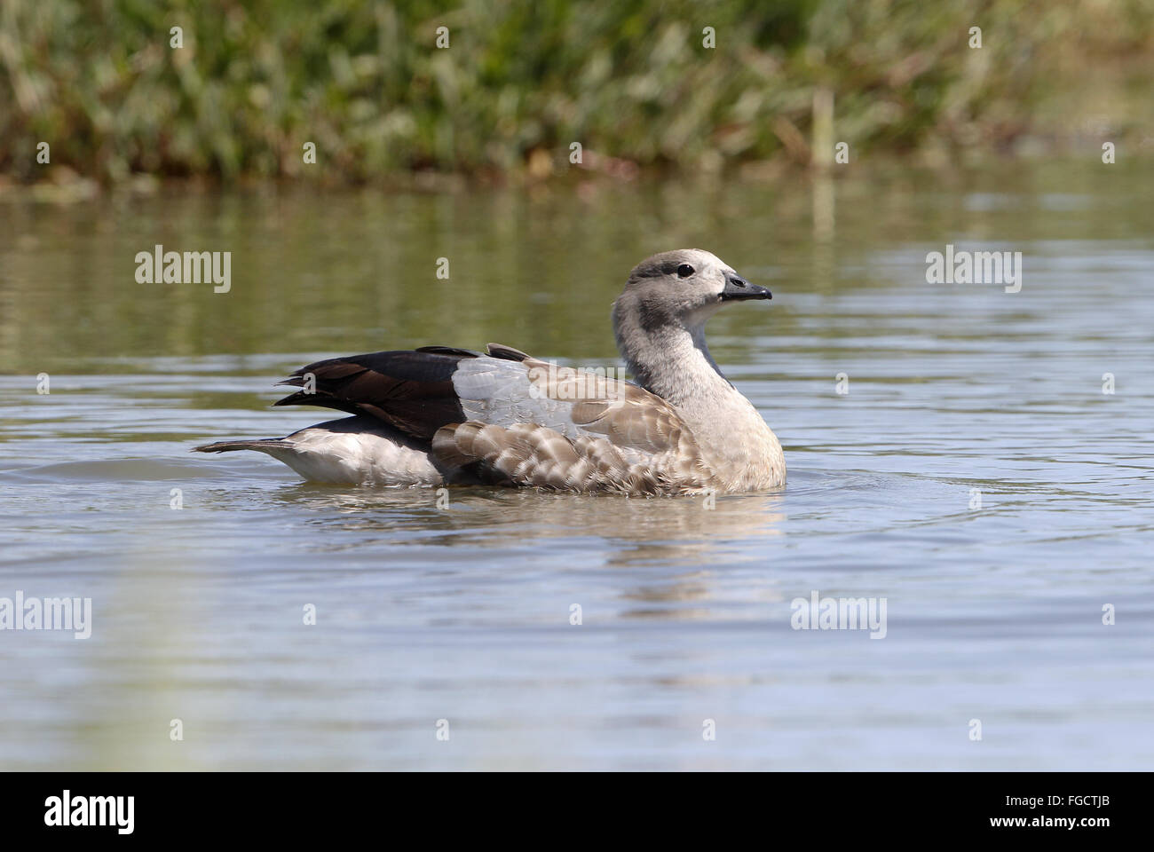 Blue-winged Goose (Cyanochen cyanoptera) adult, swimming in small river, north of Addis Ababa, Ethiopia, November Stock Photo