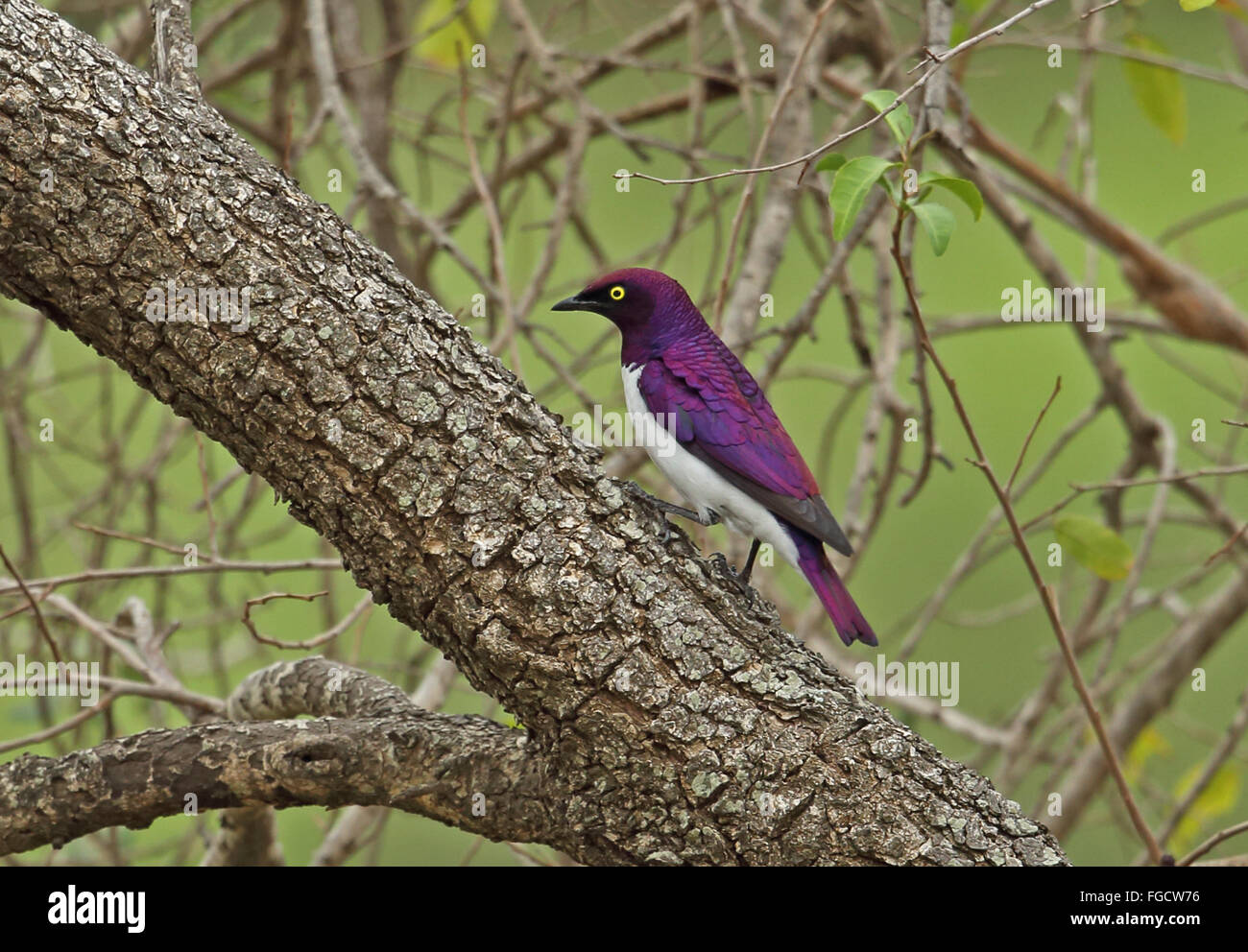 Violet Backed Starlings Hi res Stock Photography And Images Alamy violet-backed-starlings-hi-res-stock-photography-and-images-alamy