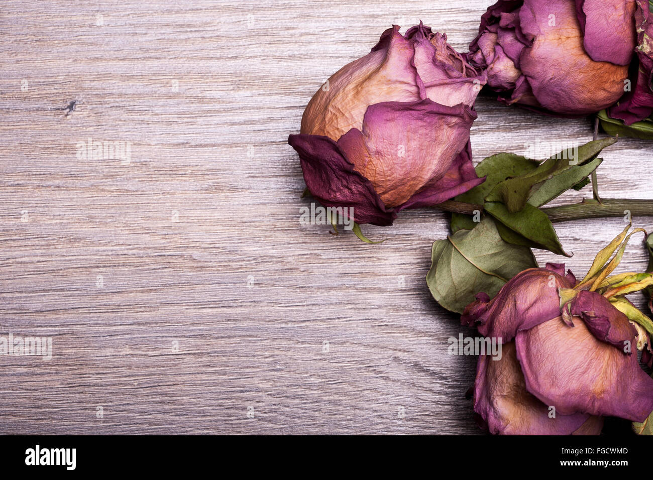 Dead roses on vintage wooden background in studio photo Stock Photo - Alamy