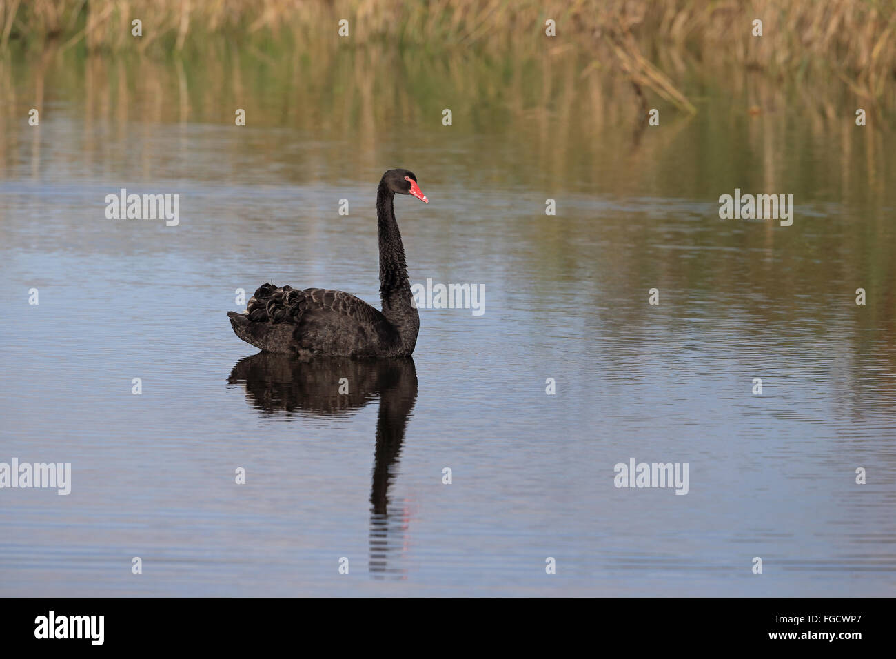 Black Swan (Cygnus atratus) introduced species, adult, swimming, Norfolk, England, September Stock Photo