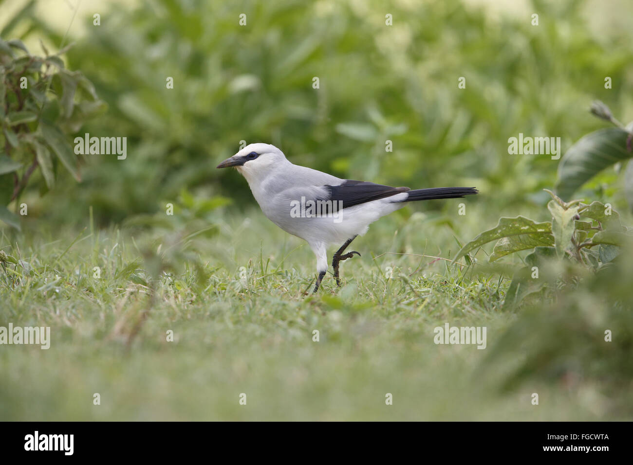 Stresemann's Bushcrow (Zavattariornis stresemanni) adult, walking in grassland, Yabello, Borana Zone, Oromia Region, Ethiopia, November Stock Photo