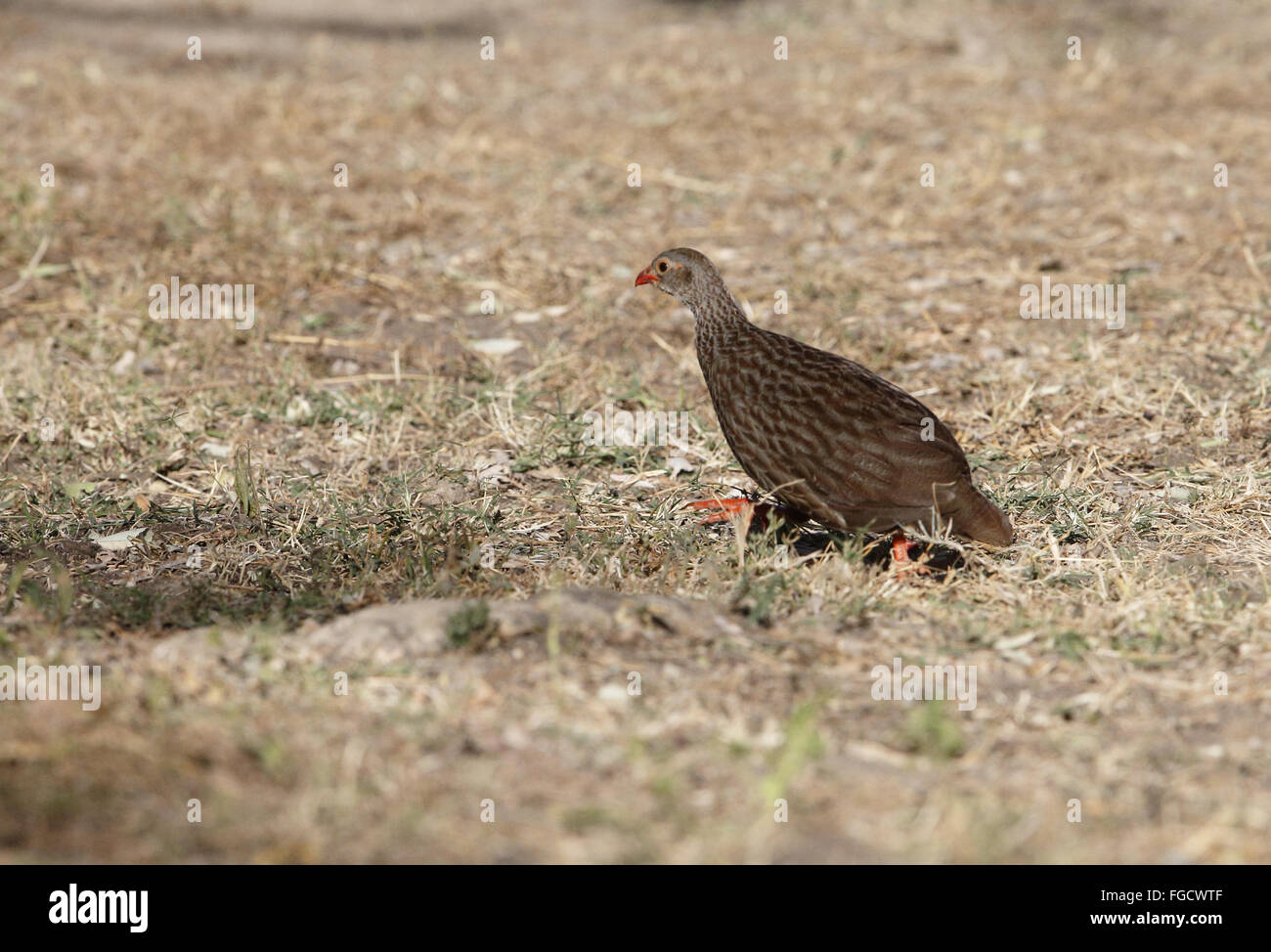 Scaly Francolin (Pternistis squamatus) adult, running across forest clearing, Lake Langano, Oromia Region, Ethiopia, December Stock Photo