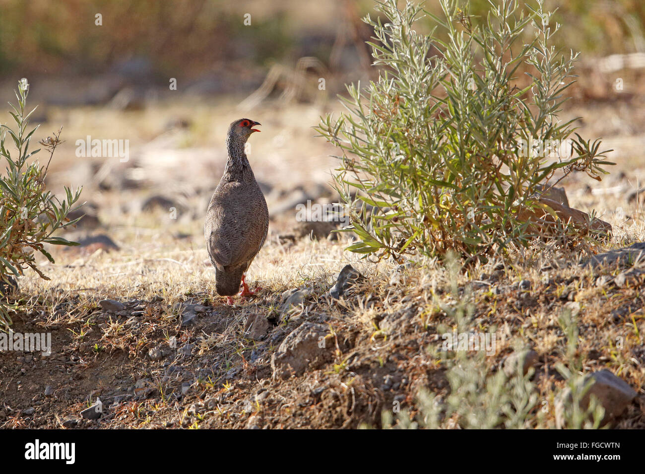 Harwood's Francolin (Francolinus harwoodi) adult, calling, standing on short grass, Jemma Valley, Amhara Region, Ethiopia, November Stock Photo