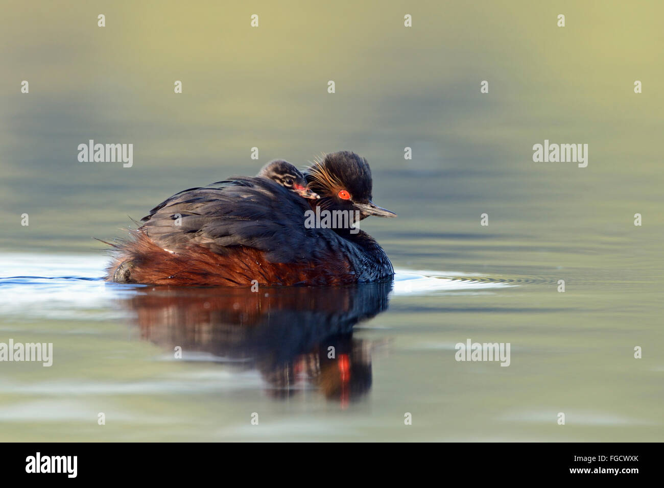 Black-necked Grebe / Eared Grebe ( Podiceps nigricollis ), carrying its chick, gathering a hatchling on its back. Stock Photo