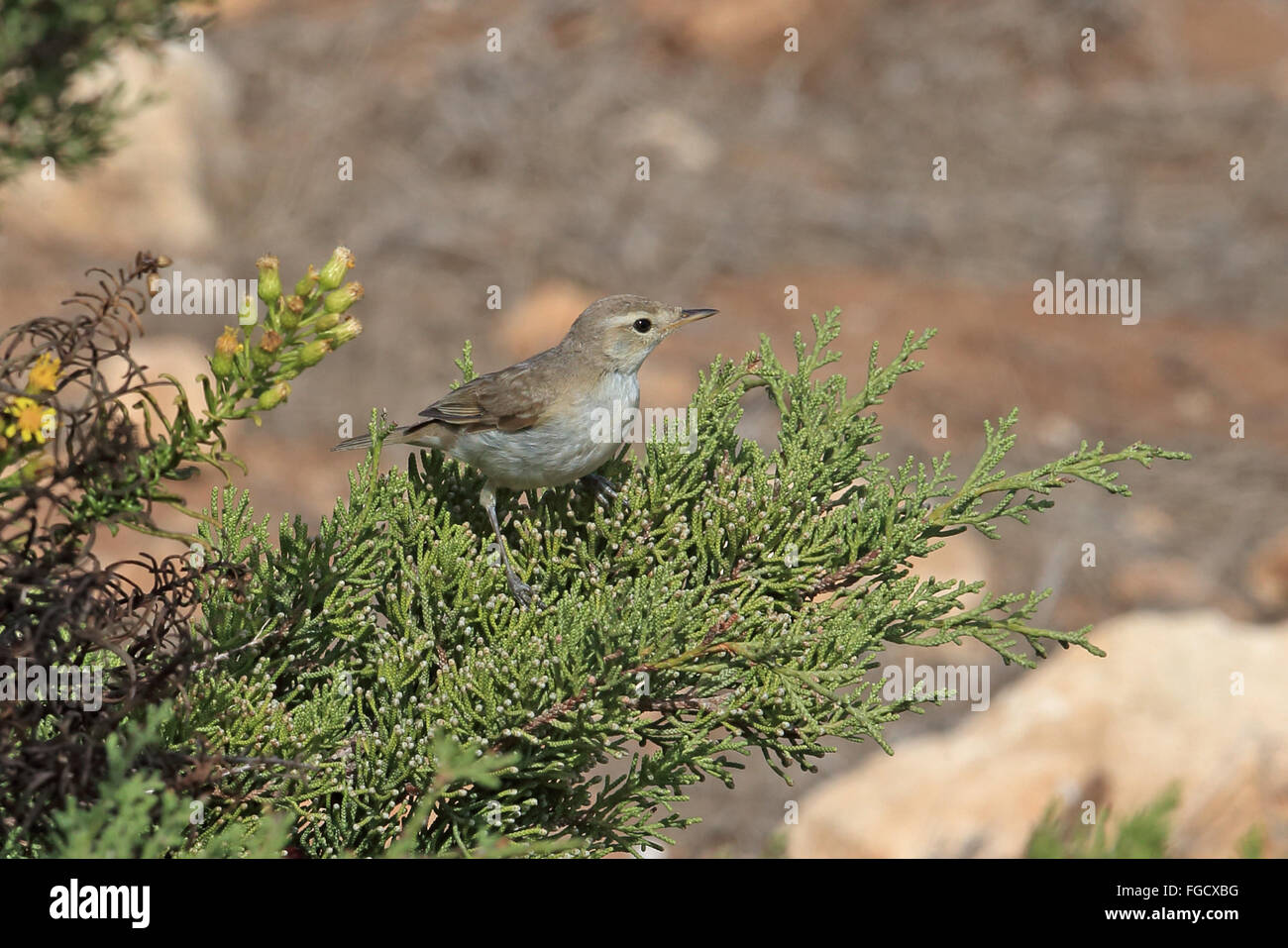 Booted Warbler (Iduna caligata) adult, perched on conifer, Algarve, Portugal, October Stock Photo