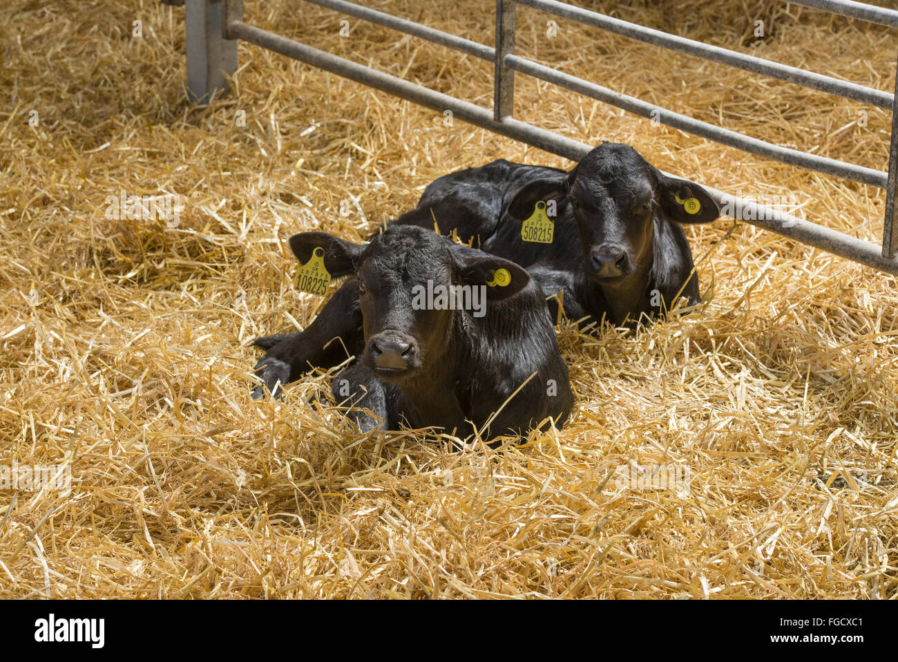 Domestic Cattle, Aberdeen Angus beef calves, resting in straw bedded