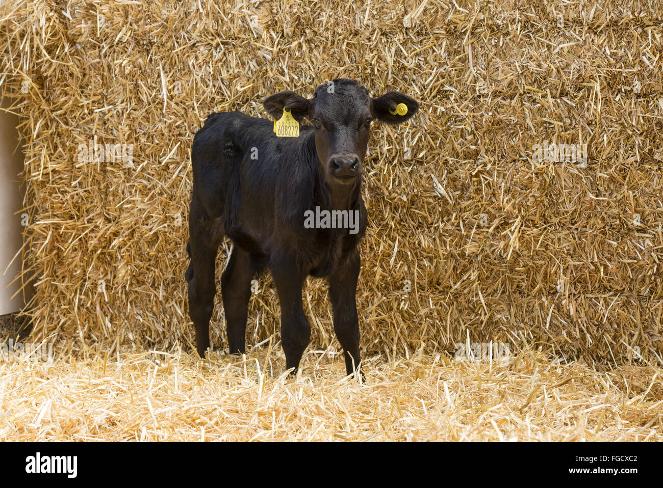 Domestic Cattle, Aberdeen Angus beef calf, standing in straw bedded