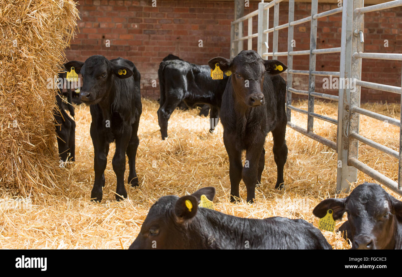 Domestic Cattle, Aberdeen Angus beef calves, resting and standing in straw bedded yard
