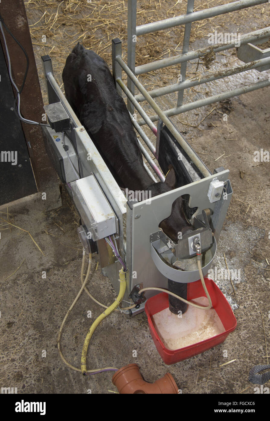 Domestic Cattle, Aberdeen Angus beef calf, feeding from automatic milk feeder, Staffordshire