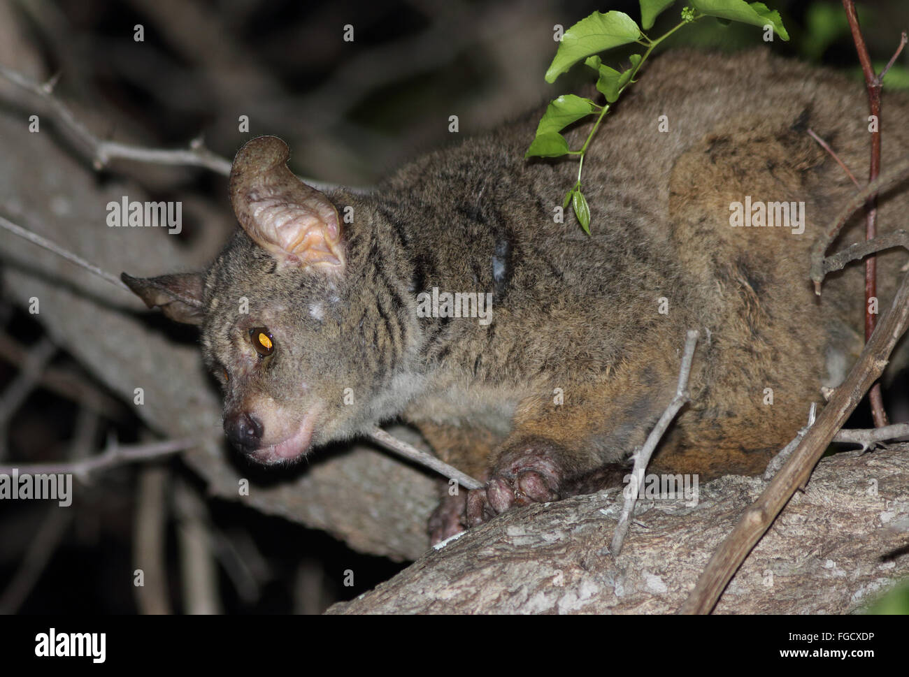 Brown Greater Galago (Otolemur crassicaudatus) adult, with skin condition, sitting on branch at night, Kruger N.P., Great Limpopo Transfrontier Park, South Africa, November Stock Photo