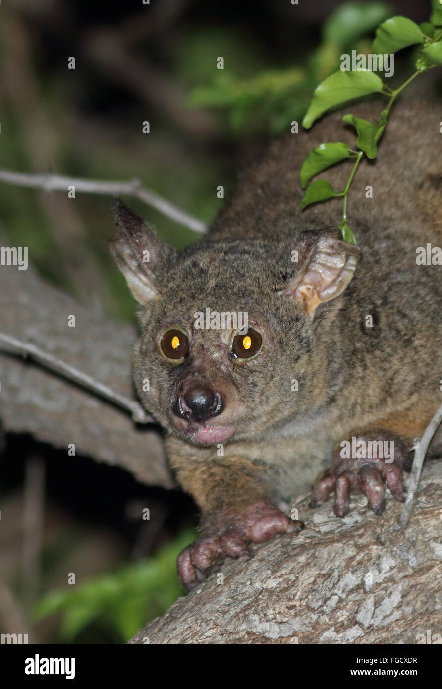 Brown Greater Galago (Otolemur crassicaudatus) adult, with skin condition, climbing on branch at night, Kruger N.P., Great Limpopo Transfrontier Park, South Africa, November Stock Photo