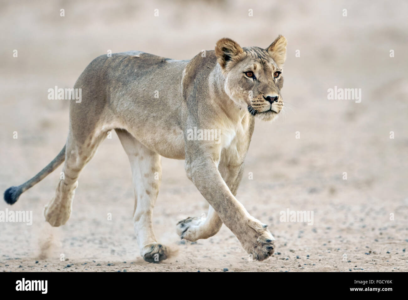 Transvaal Lion (Panthera leo krugeri) adult female, running, Kalahari Gemsbok N.P., Kgalagadi Transfrontier Park, Northern Cape, South Africa, December Stock Photo
