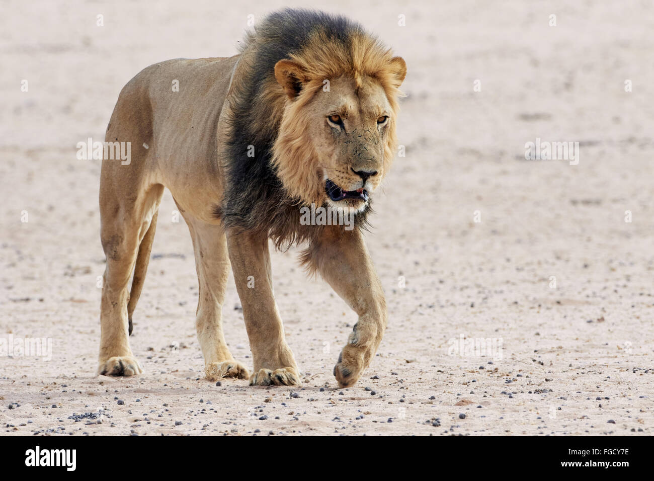 Transvaal Lion (Panthera leo krugeri) adult male, walking, Kalahari Gemsbok N.P., Kgalagadi Transfrontier Park, Northern Cape, South Africa, December Stock Photo