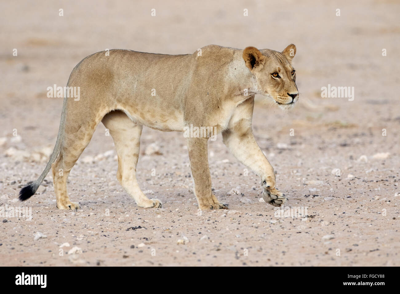 Transvaal Lion (Panthera leo krugeri) adult female, walking, Kalahari Gemsbok N.P., Kgalagadi Transfrontier Park, Northern Cape, South Africa, December Stock Photo