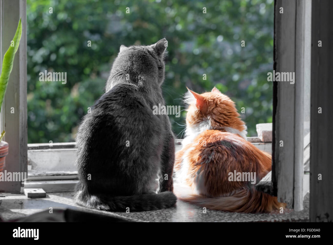 Big grey and red cats on window at sunny day Stock Photo