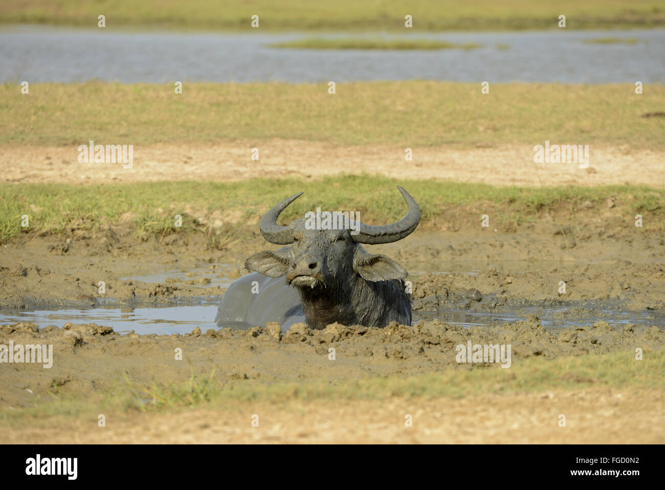 Wallowing buffaloes hi-res stock photography and images - Alamy