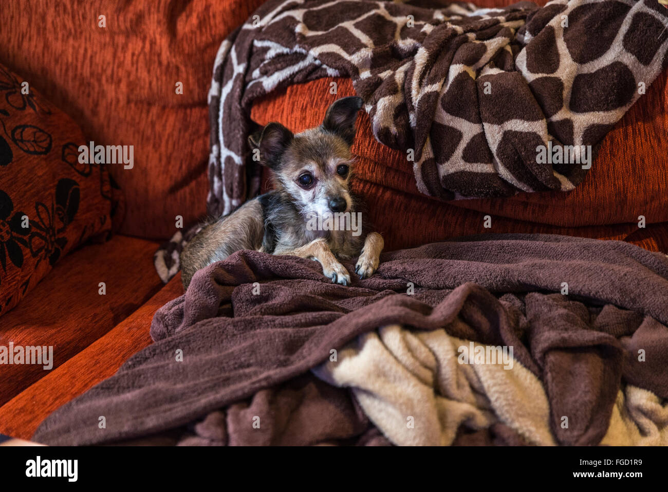 Small dog waiting stretched out on the couch surrounded by blankets Stock Photo