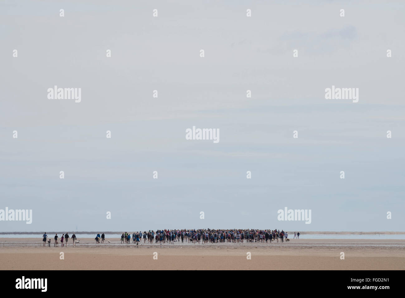 Walker crossing morecambe Bay, Cumbria Stock Photo Alamy
