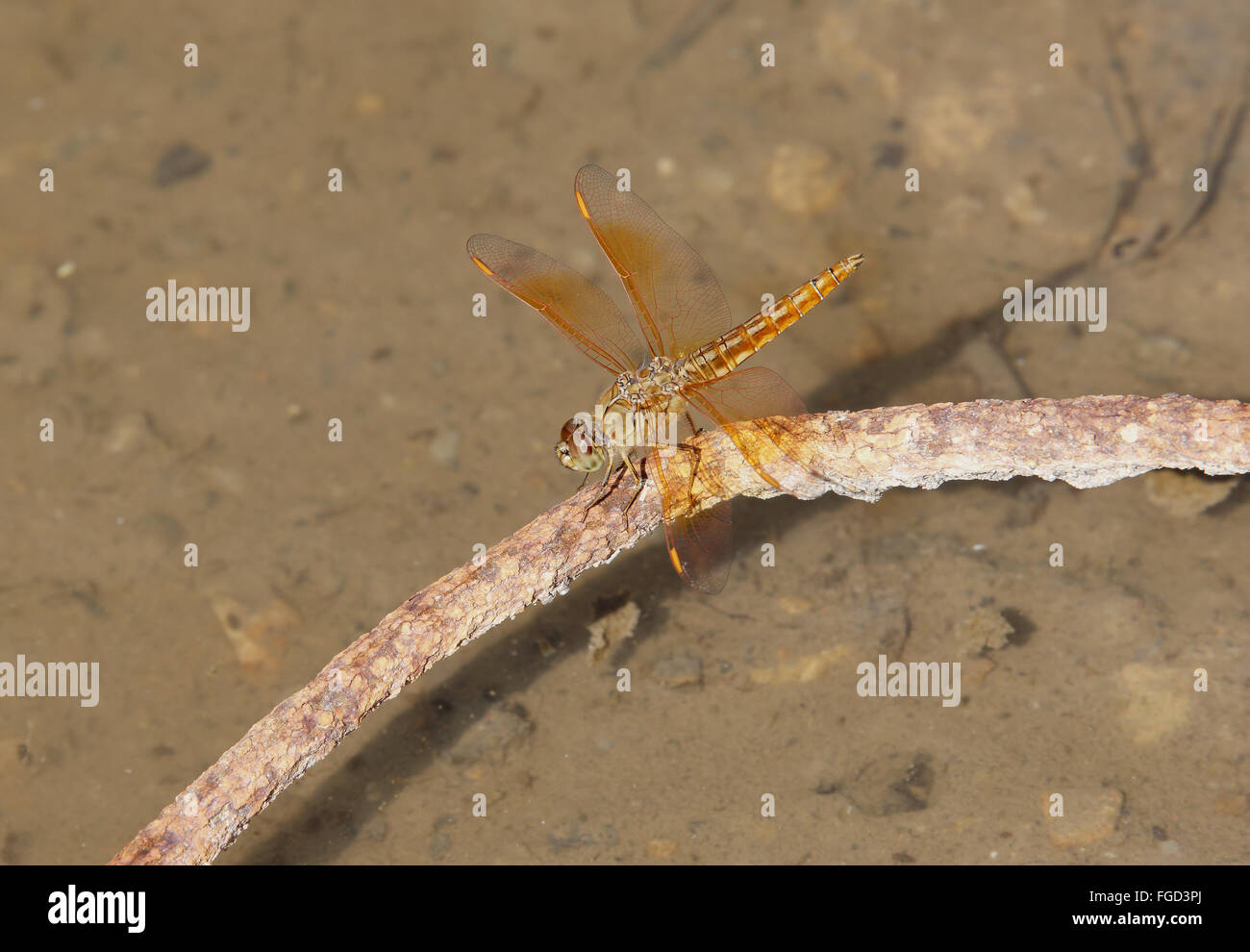 Ditch Jewel (Brachythemis contaminata) adult, resting on rusting metal above water, Sha Po, Hong Kong, China, May Stock Photo