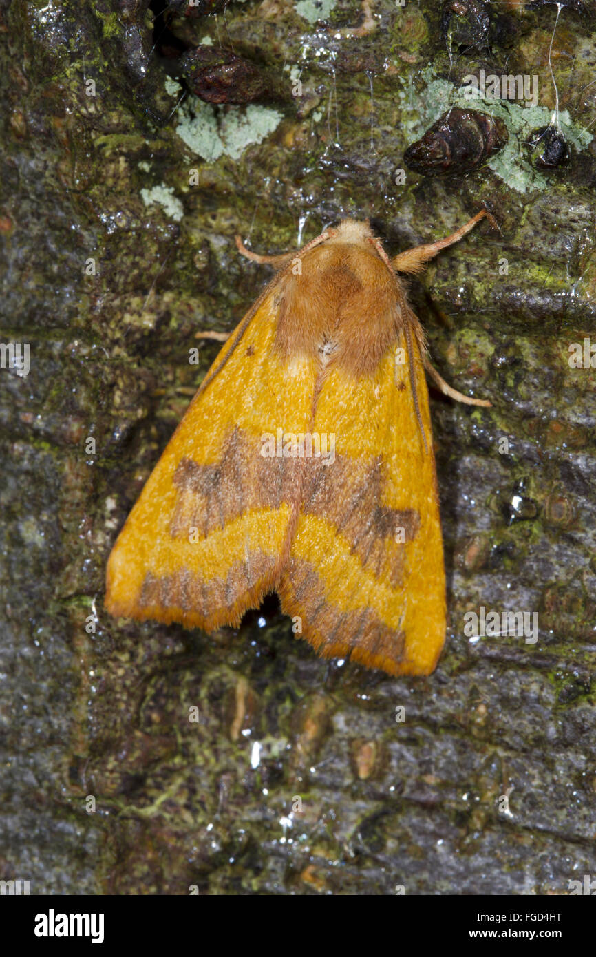 Centre-barred Sallow (Atethmia centrago) adult, resting on tree bark, Powys, Wales, September Stock Photo