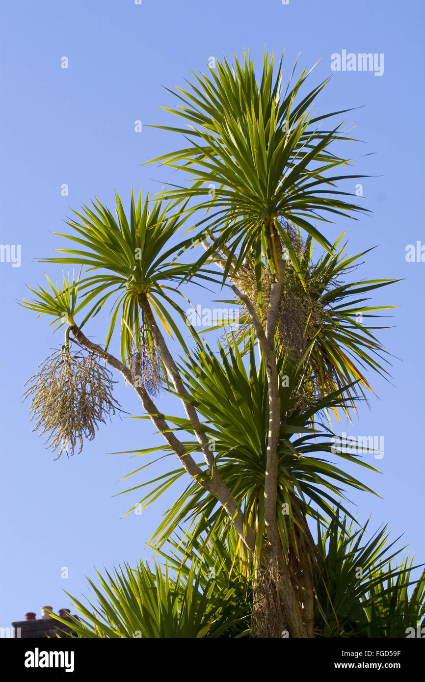Cabbage Tree (Cordyline australis) habit, growing in coastal town