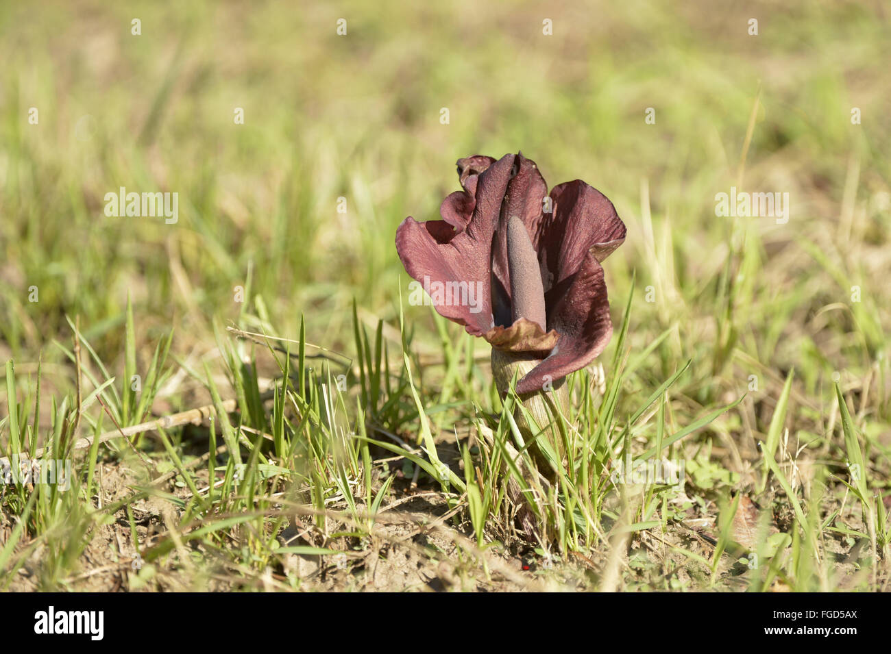 Black Arum (Amorphophallus abyssinicus) flowering, Kafue N.P., Zambia, November Stock Photo