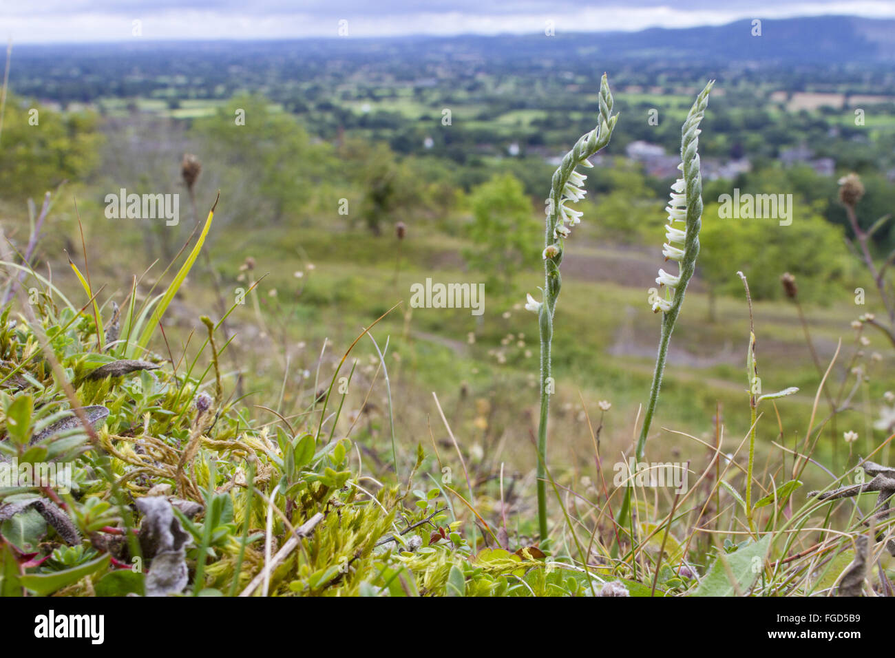 Autumn Lady's-tresses (Spiranthes spiralis) flowering, growing in limestone grassland habitat, Llanymynech Hill, Powys, Wales, August Stock Photo