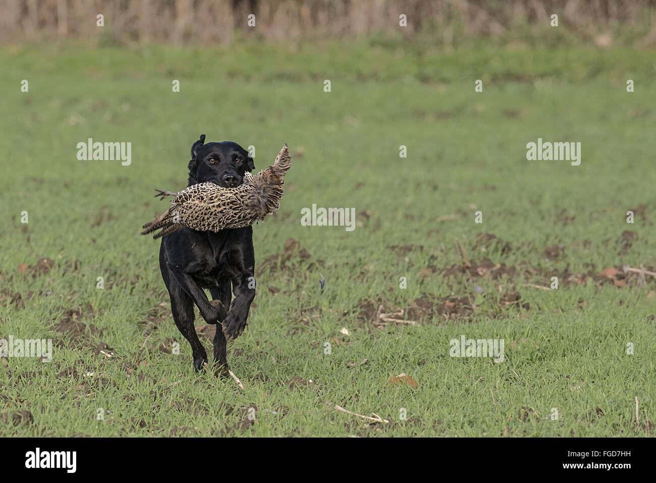 Labrador dog retrieving female pheasant on a game shoot, Suffolk Stock ...