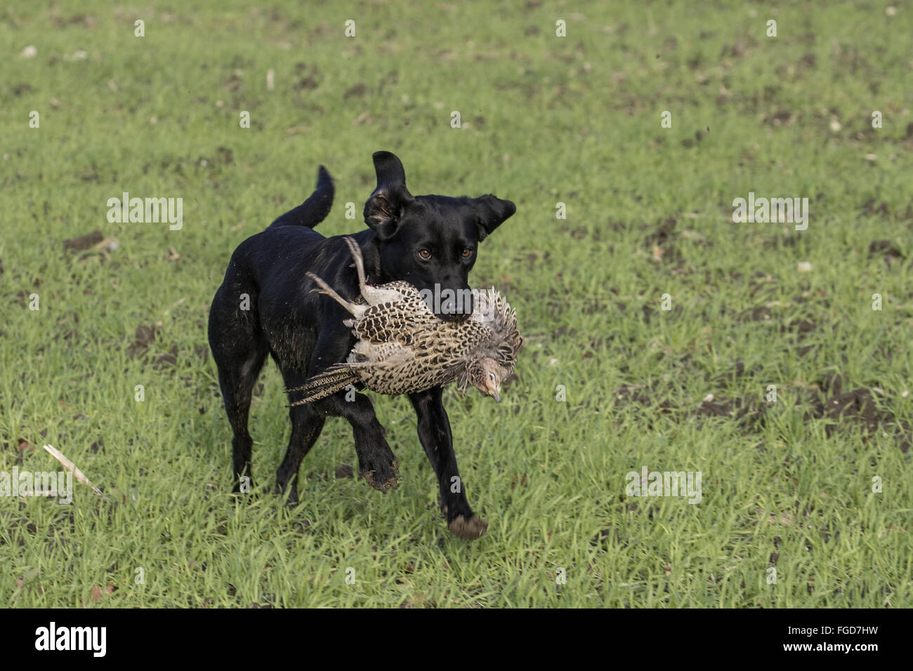 Labrador dog retrieving female pheasant on a game shoot, Suffolk Stock Photo Alamy
