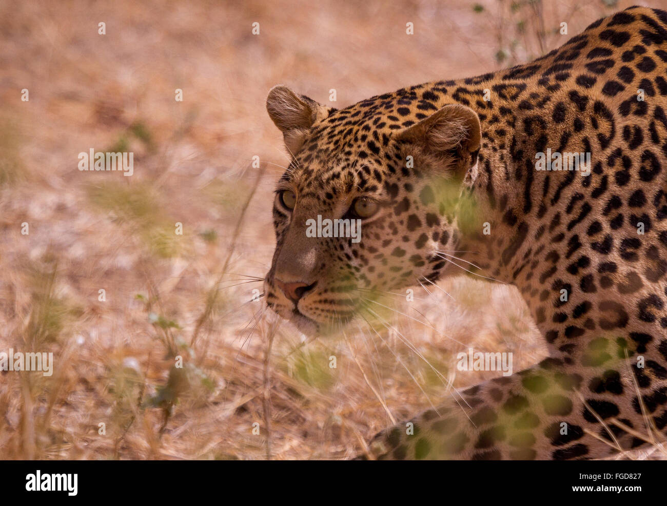 Leopard glare Stock Photo