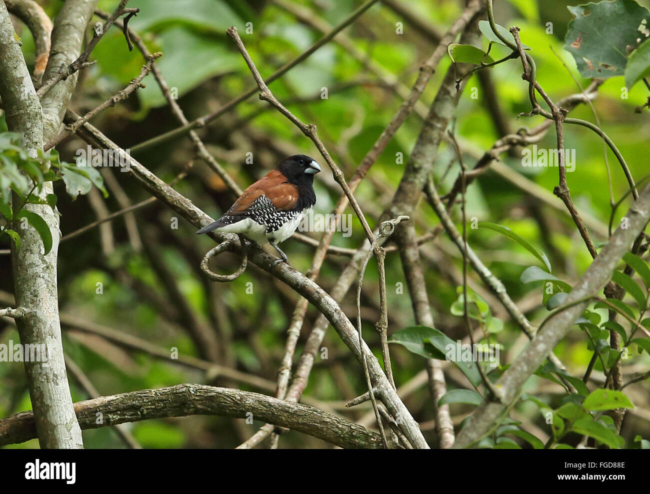 Red-backed Mannikin (Lonchura nigriceps) adult, perched on twig, Dlinza Forest, Eshowe, Zululand, KwaZulu-Natal, South Africa, November Stock Photo