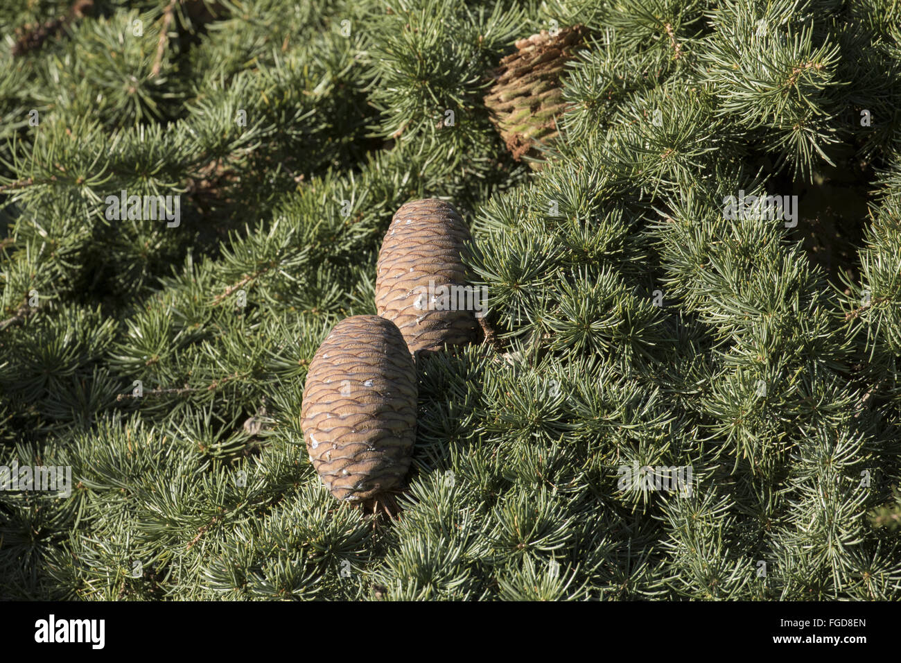 Cedar of Lebanon cones - Cedrus libani. Boulge, Suffolk. Stock Photo